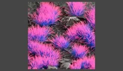 GamersGrass GGA-NE Alien Neon 4mm Wild